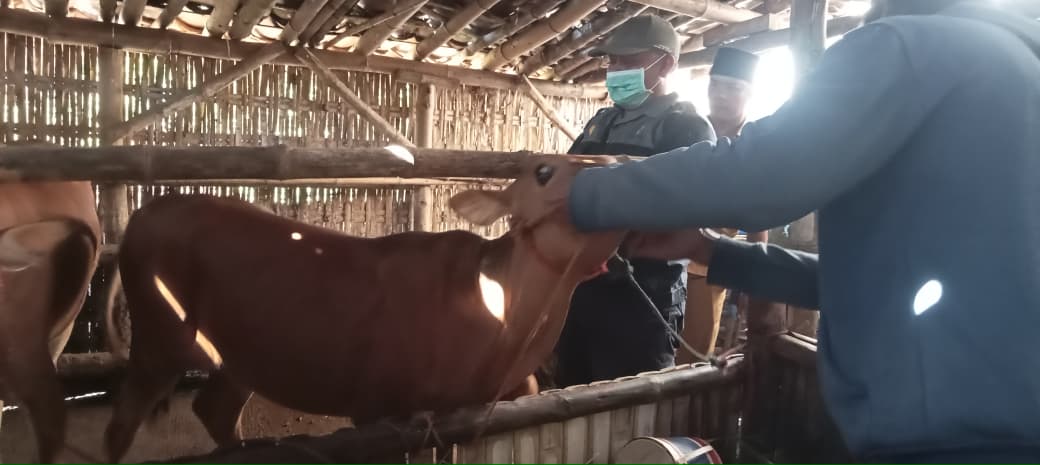 Jaga Ternak Tetap Sehat!